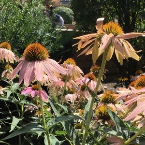 Meet your Posher, Tabitha